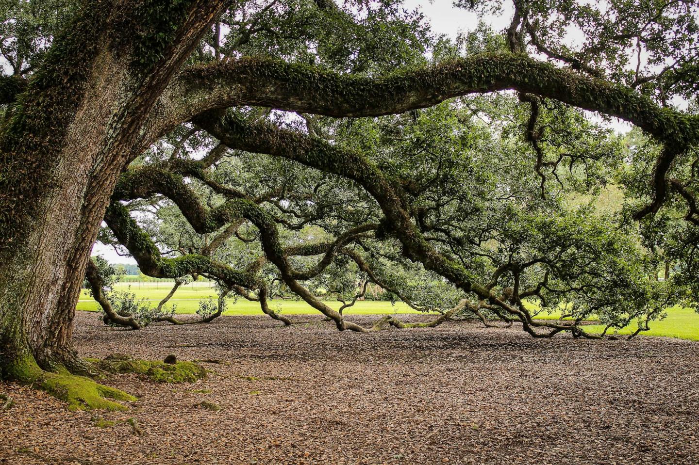 The Trigger Tree: A Creative Tool for Understanding and Soothing Your ...