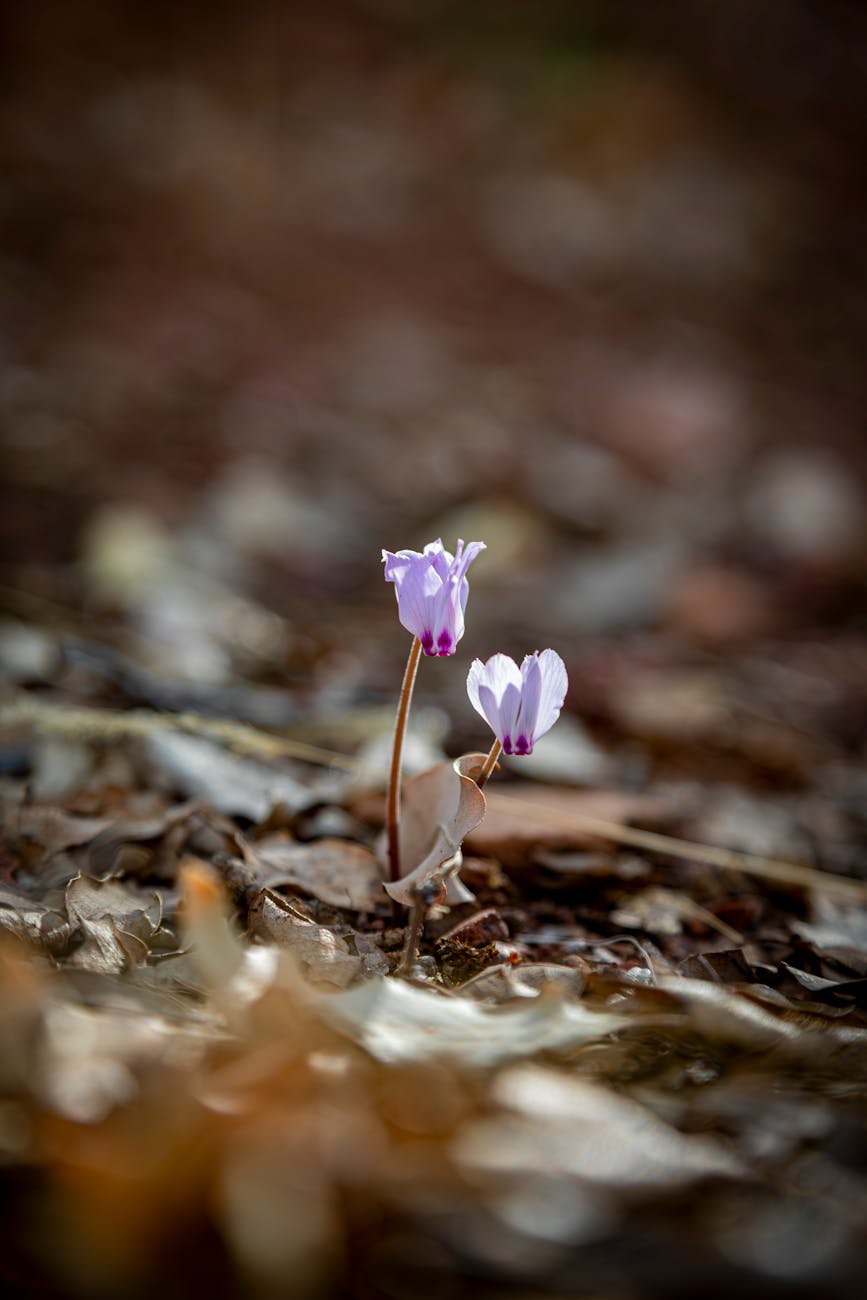 The Balance of Growth: Nurturing the Inner and Outer&nbsp;Self