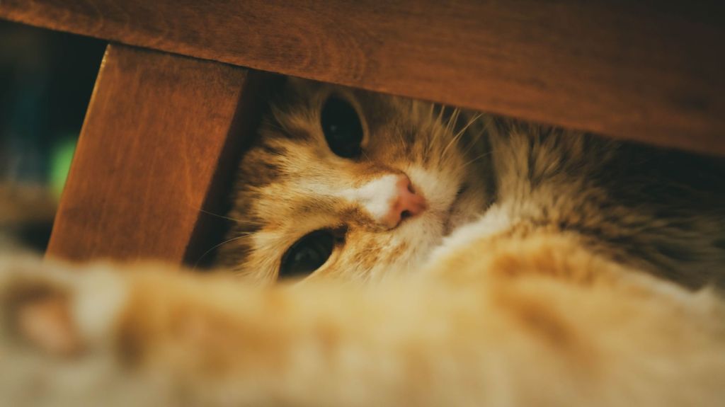 Curiosity: The Pathway to&nbsp;Healing